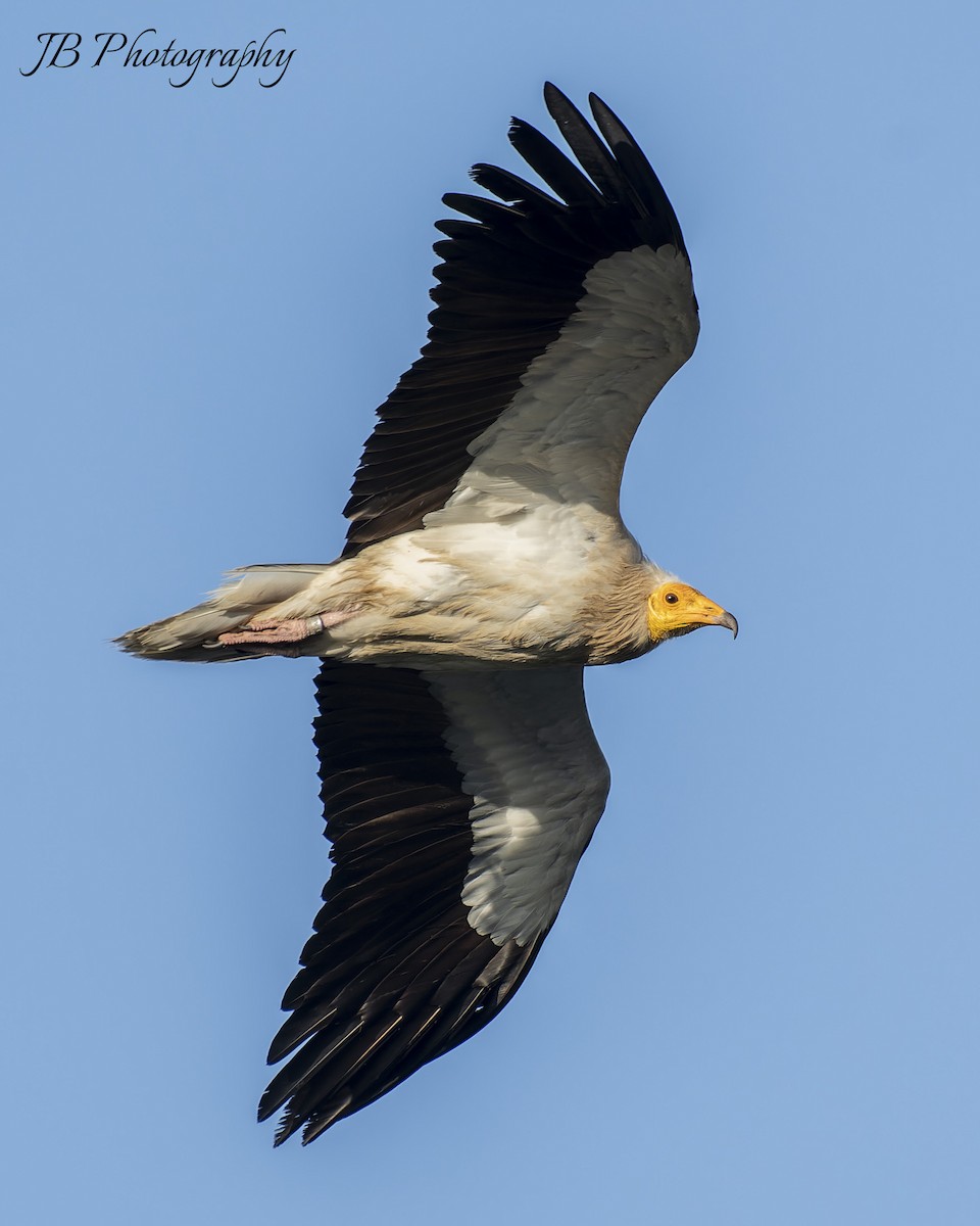 Egyptian Vulture - ML619398941