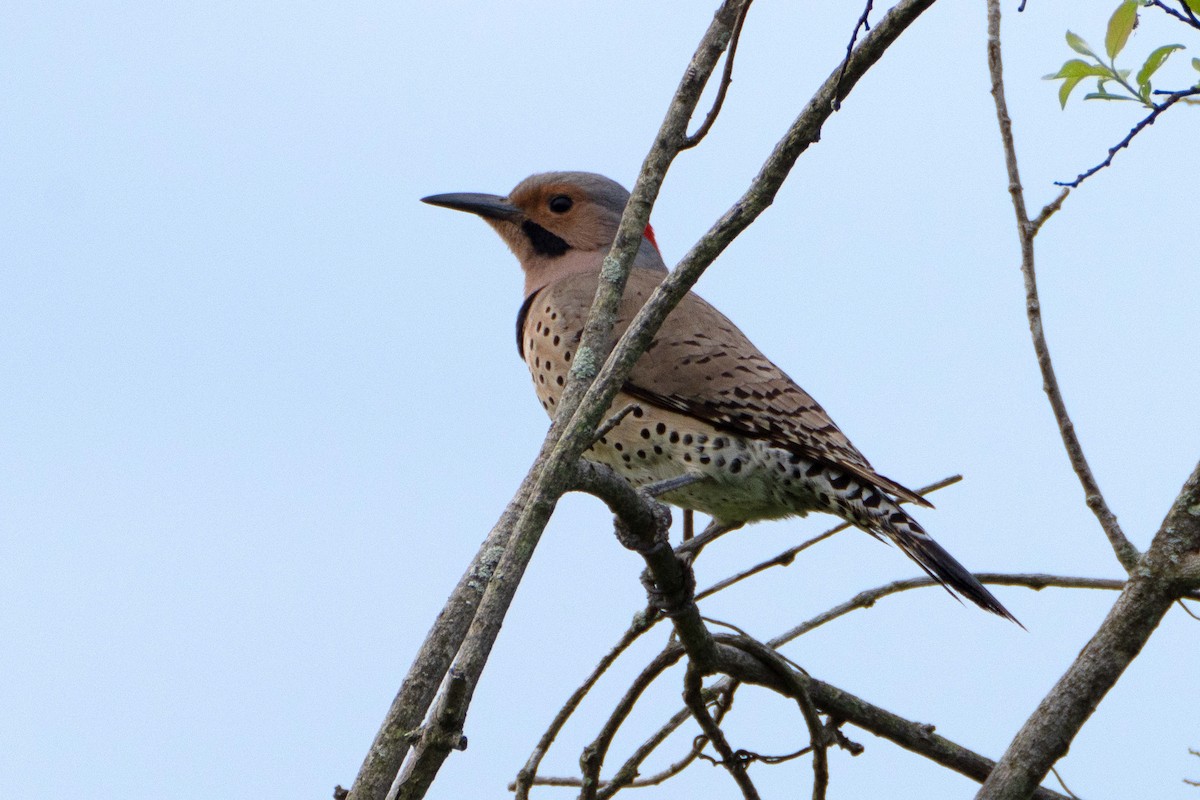 Northern Flicker (Yellow-shafted) - ML619398954
