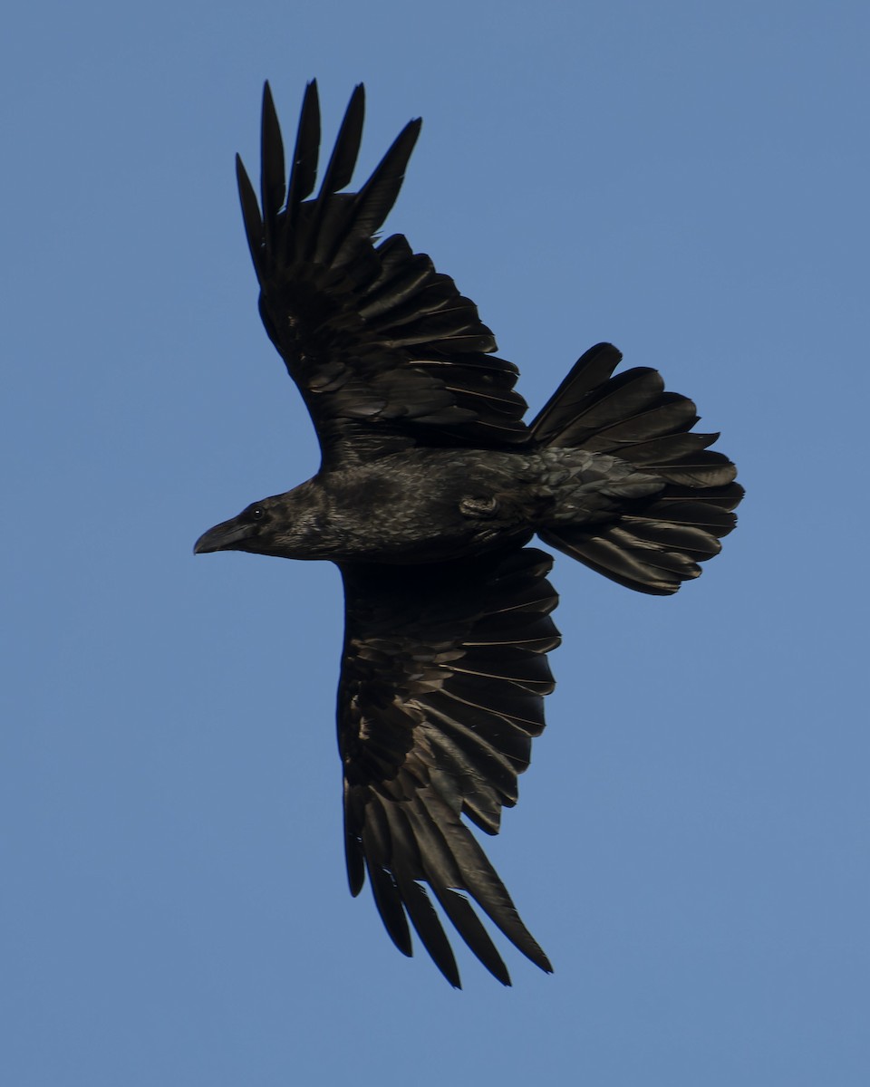 Common Raven - ML619398955