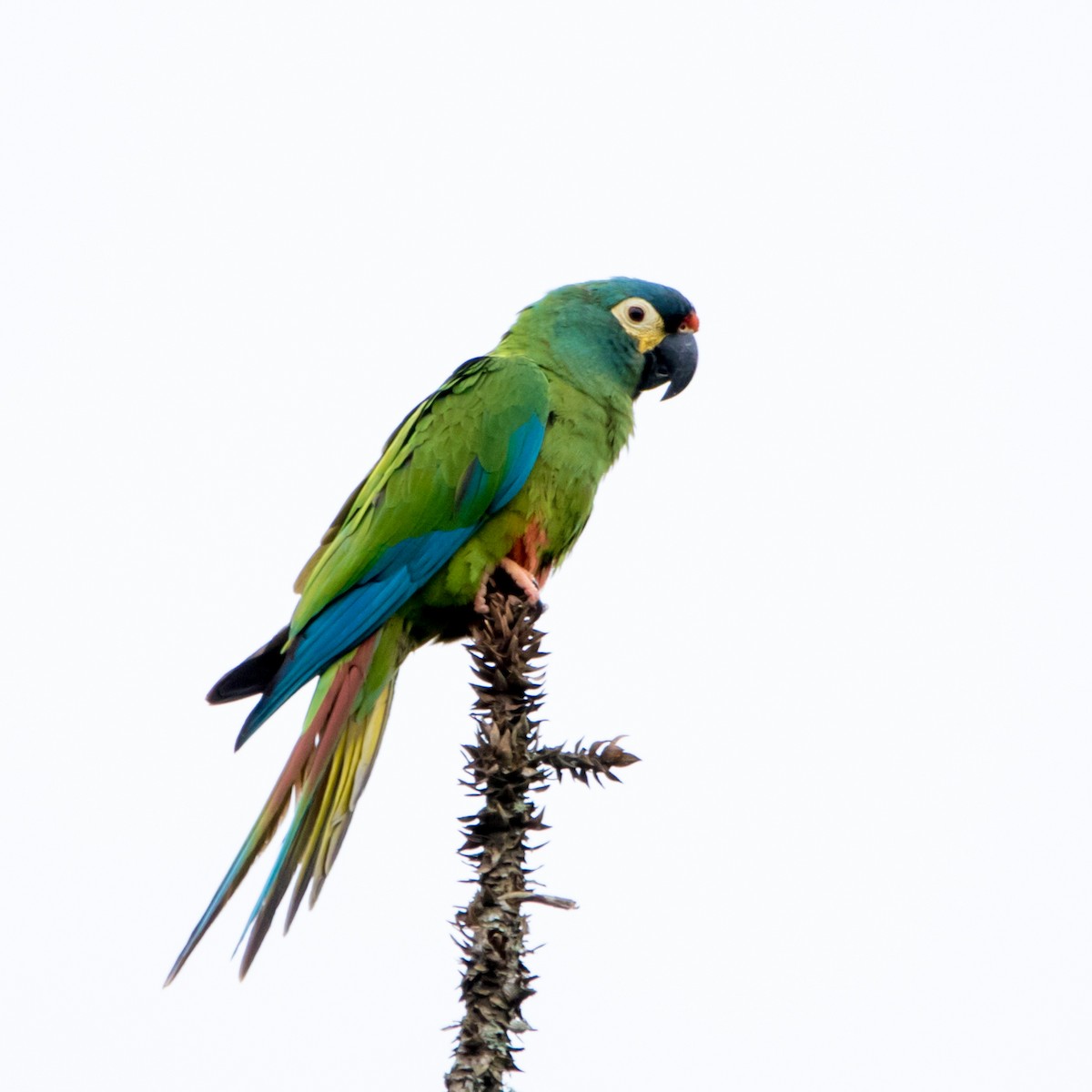 Blue-winged Macaw - ML619398991