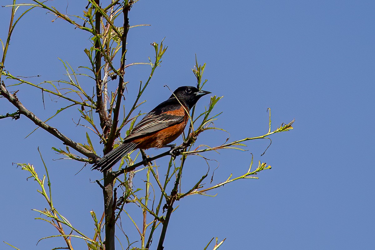 Orchard Oriole - ML619399020