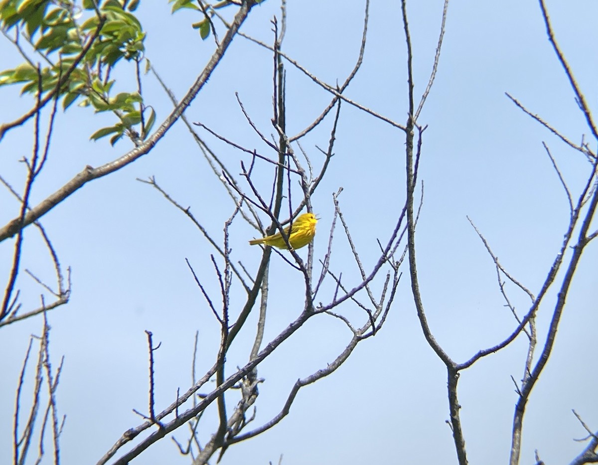 Yellow Warbler - ML619399023