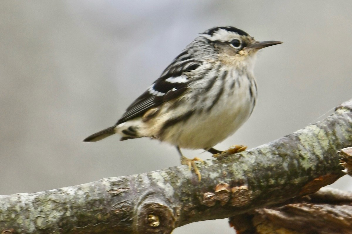 Black-and-white Warbler - ML619399054