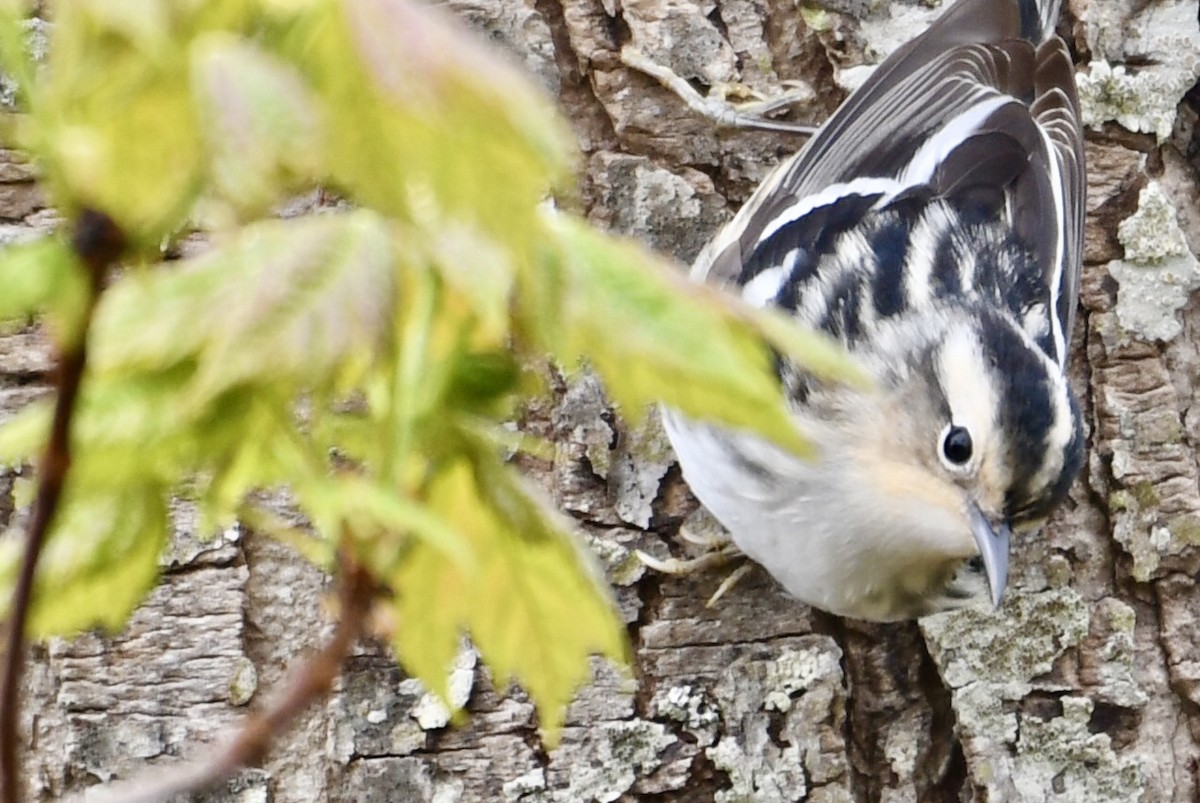 Black-and-white Warbler - ML619399055