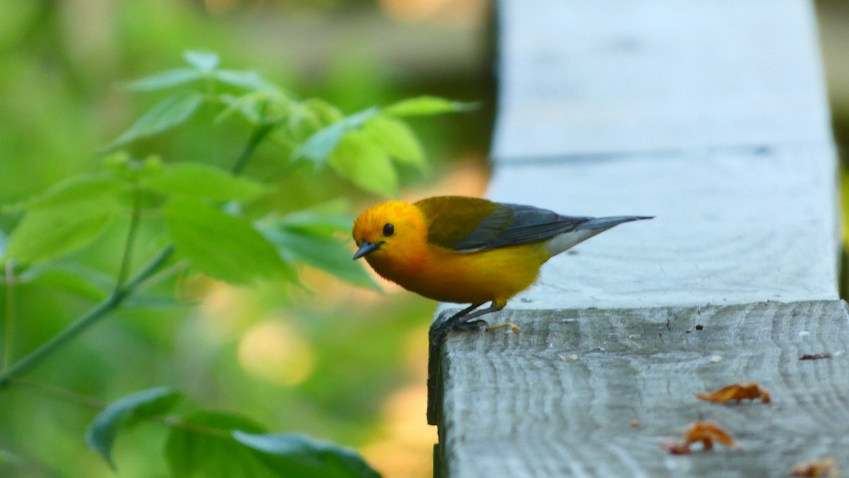 Prothonotary Warbler - ML619399072