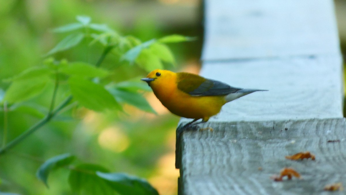 Prothonotary Warbler - ML619399074
