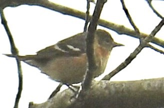 Bay-breasted Warbler - ML619399089