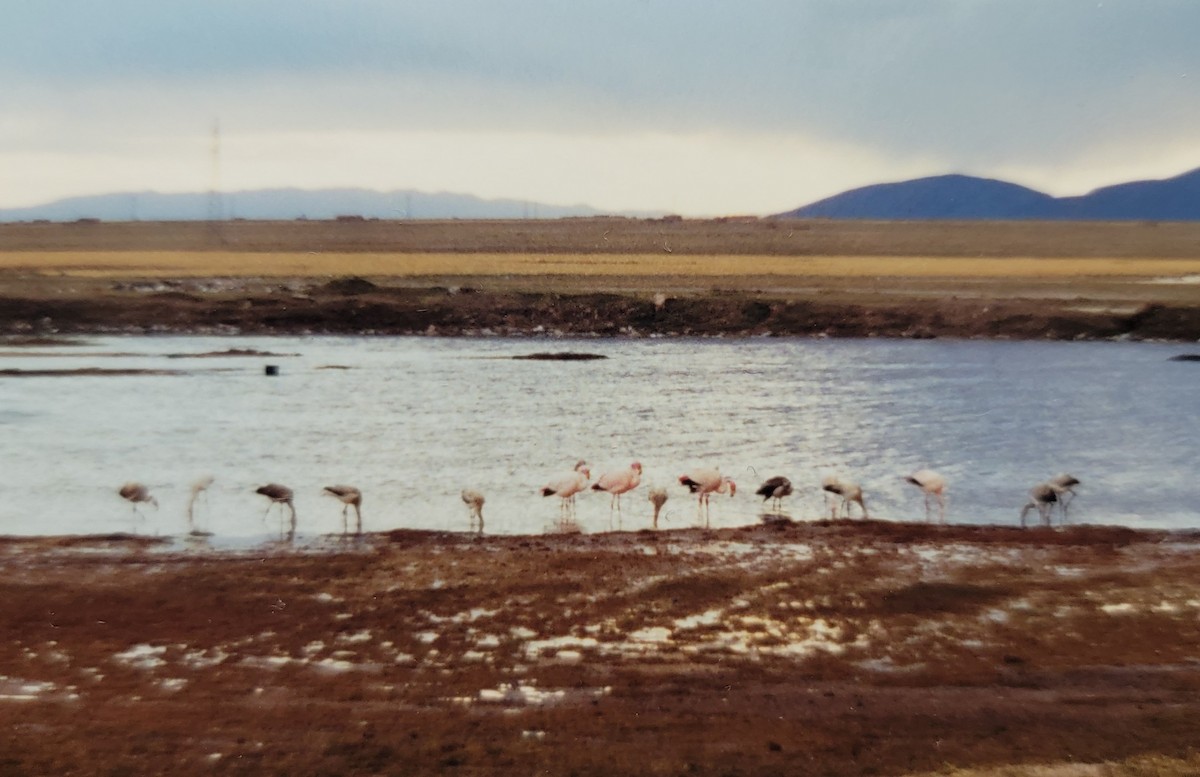 Puna Flamingosu - ML619399148