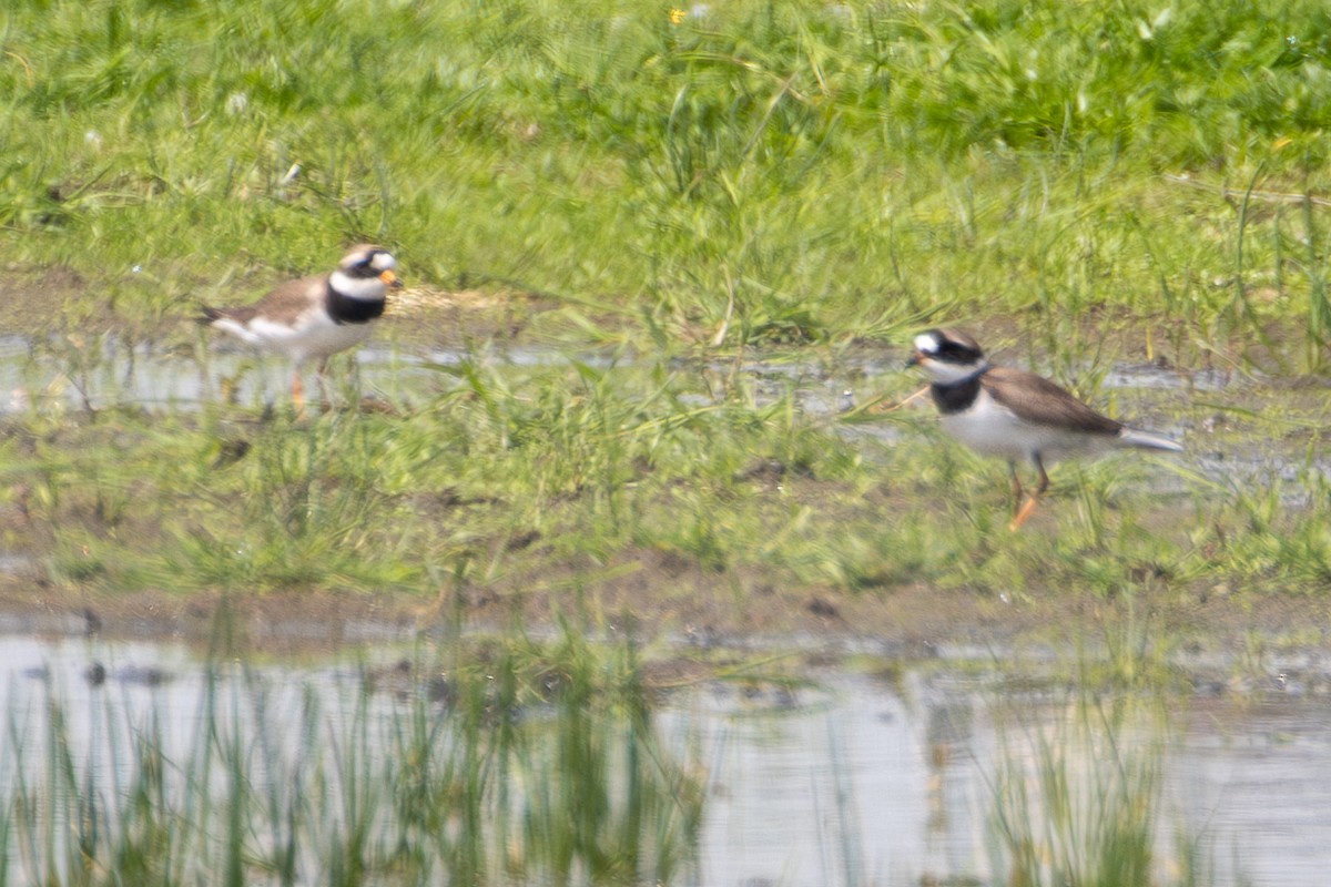 Common Ringed Plover - ML619399163