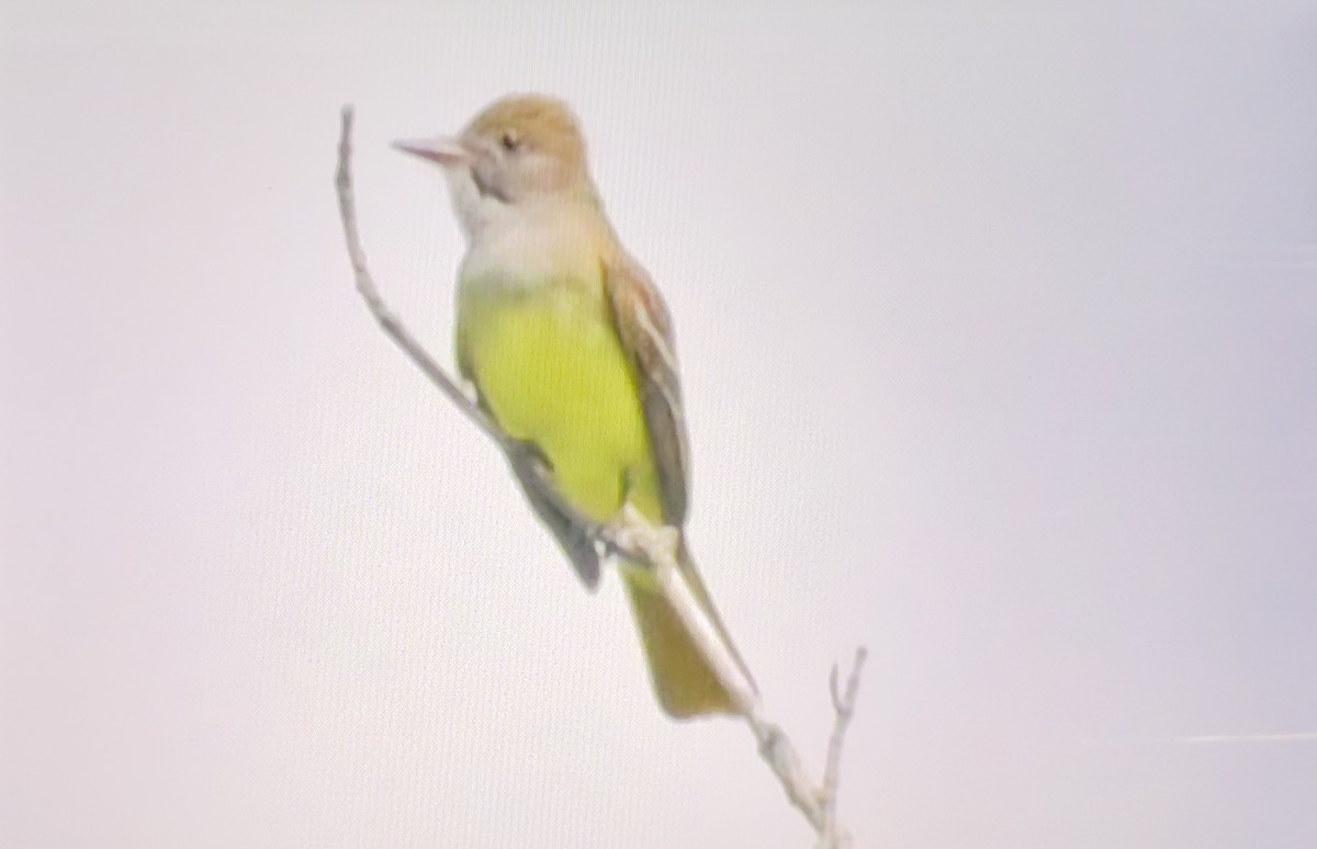 Great Crested Flycatcher - ML619399249