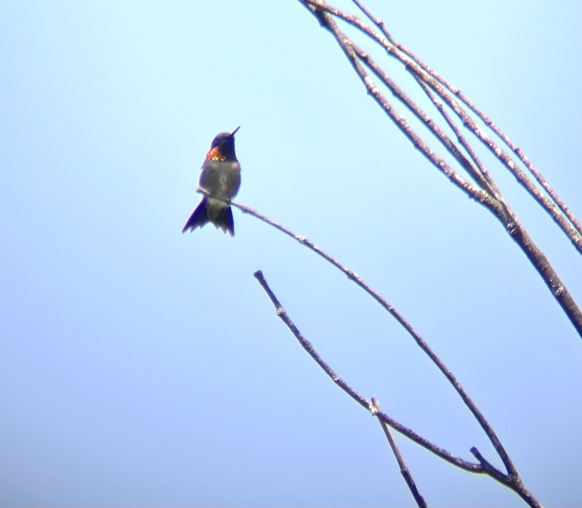 Ruby-throated Hummingbird - ML619399282