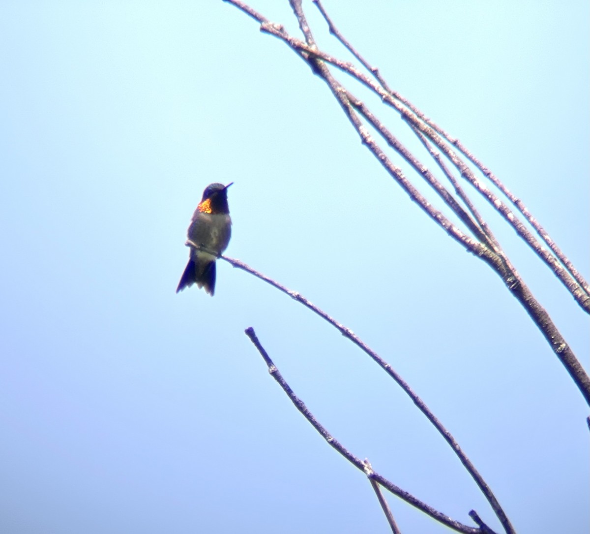 Ruby-throated Hummingbird - ML619399283