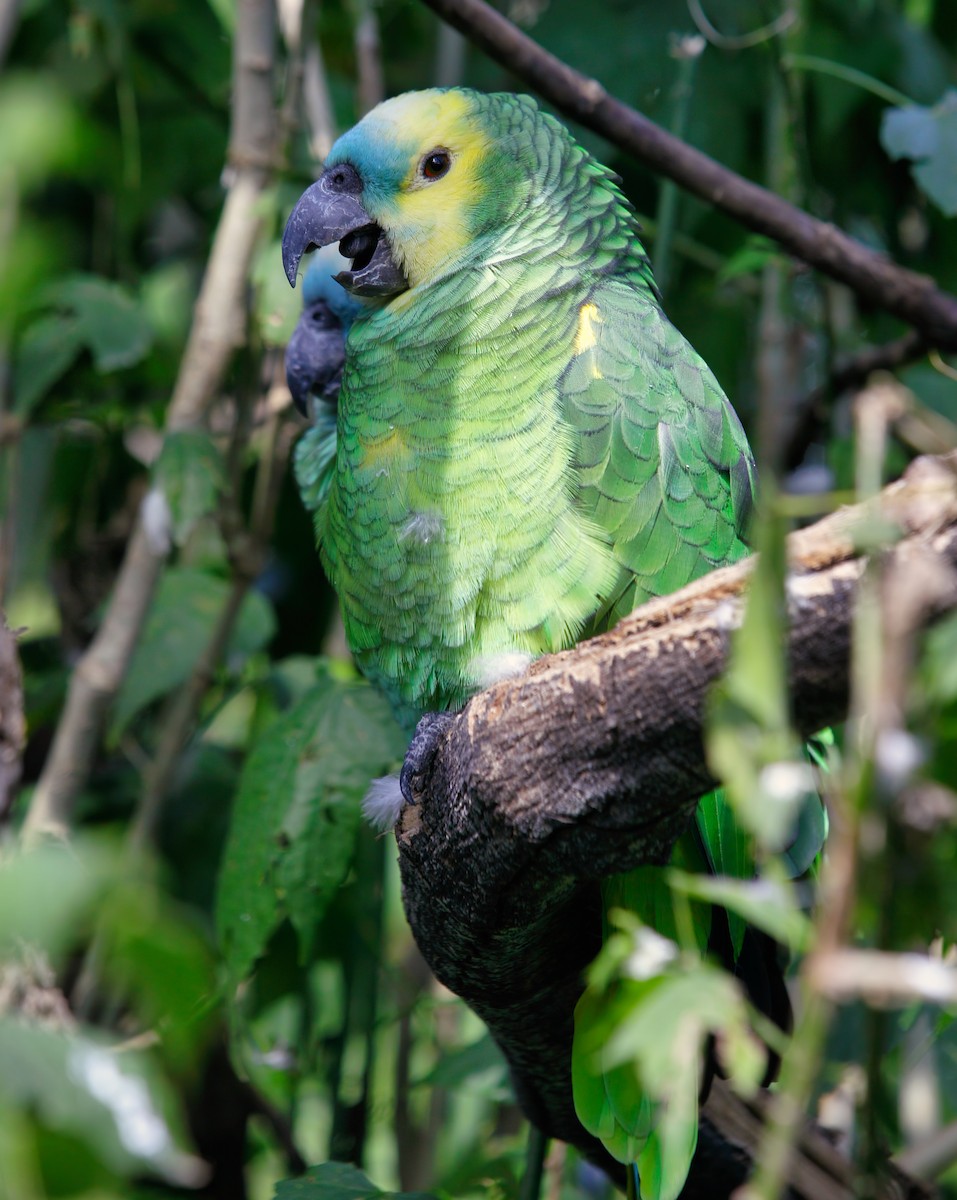 Turquoise-fronted Parrot - ML619399293