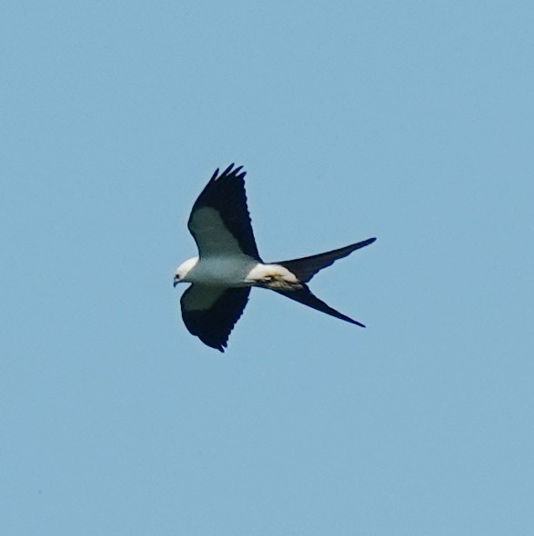Swallow-tailed Kite - ML619399295