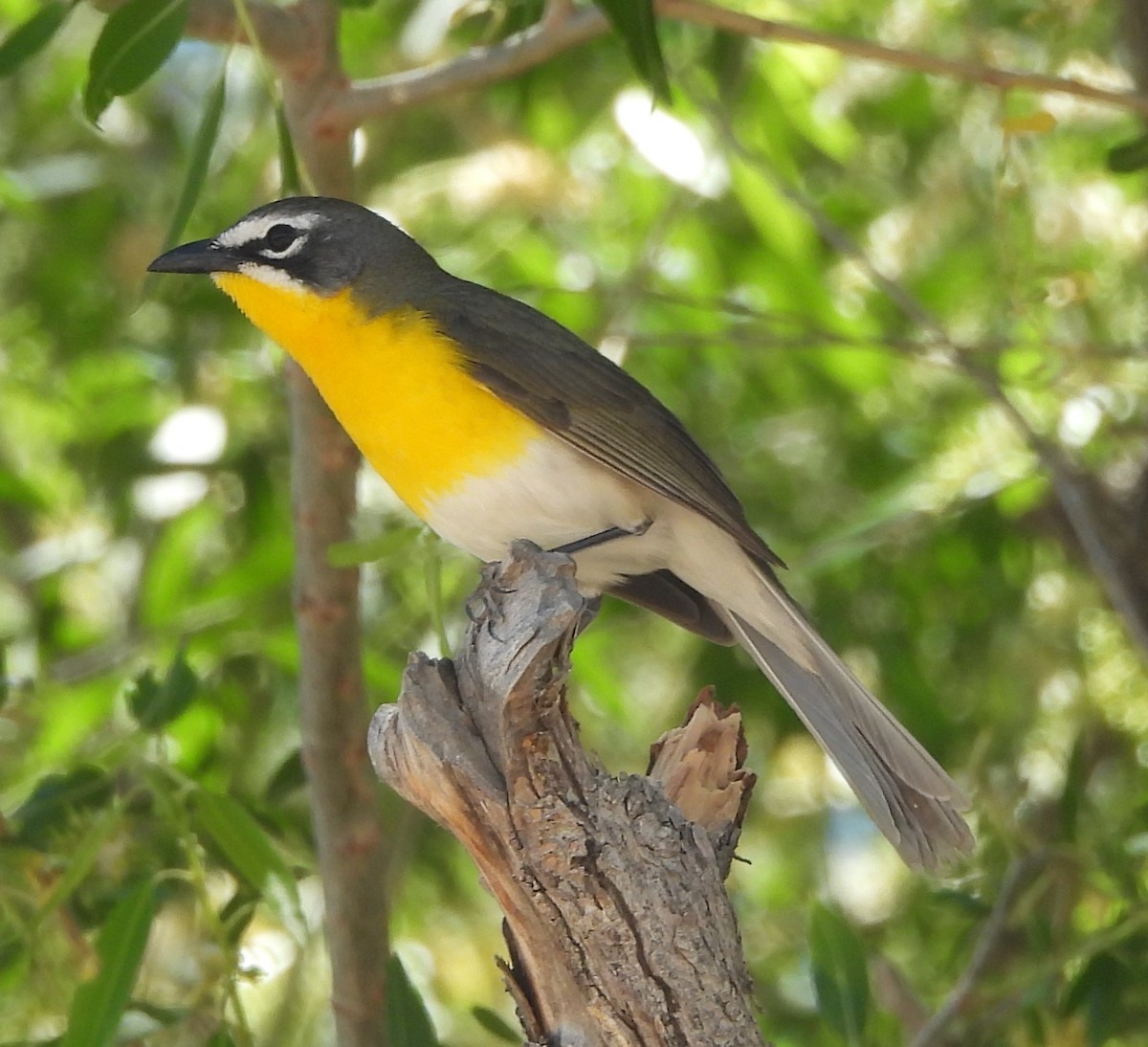 Yellow-breasted Chat - ML619399305