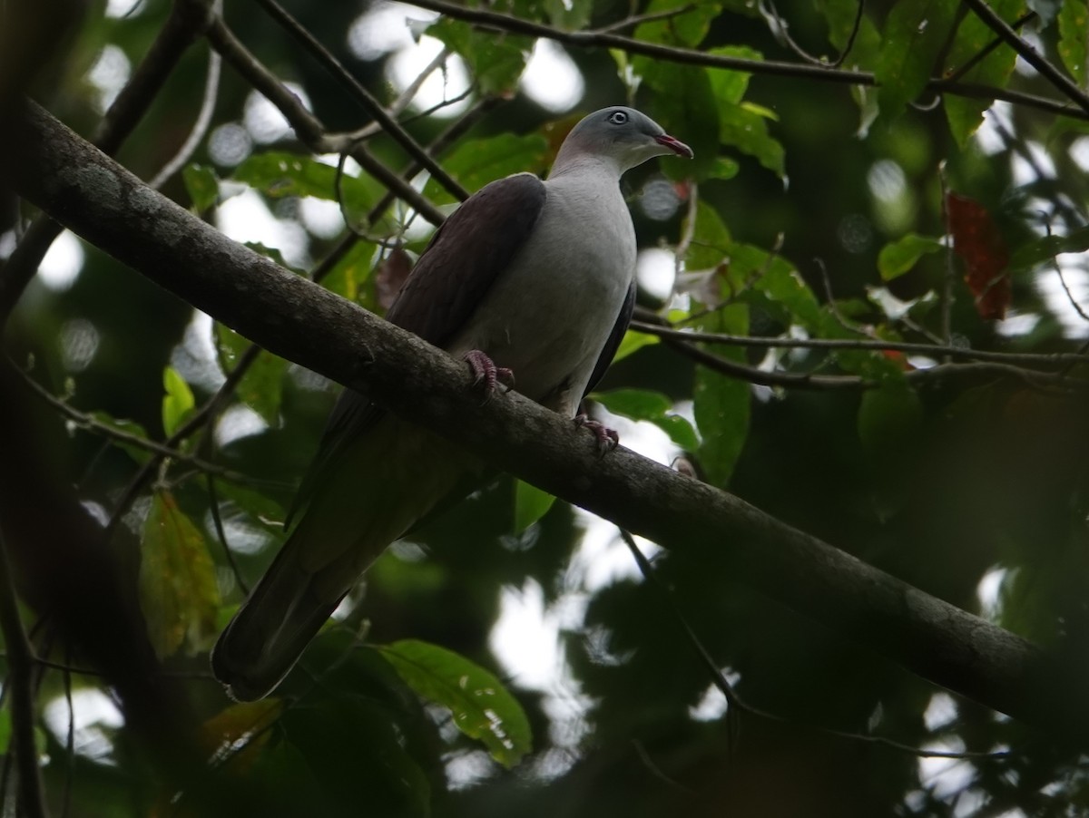 Mountain Imperial-Pigeon - ML619399335