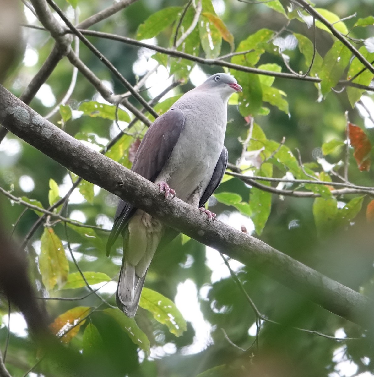 Mountain Imperial-Pigeon - ML619399336