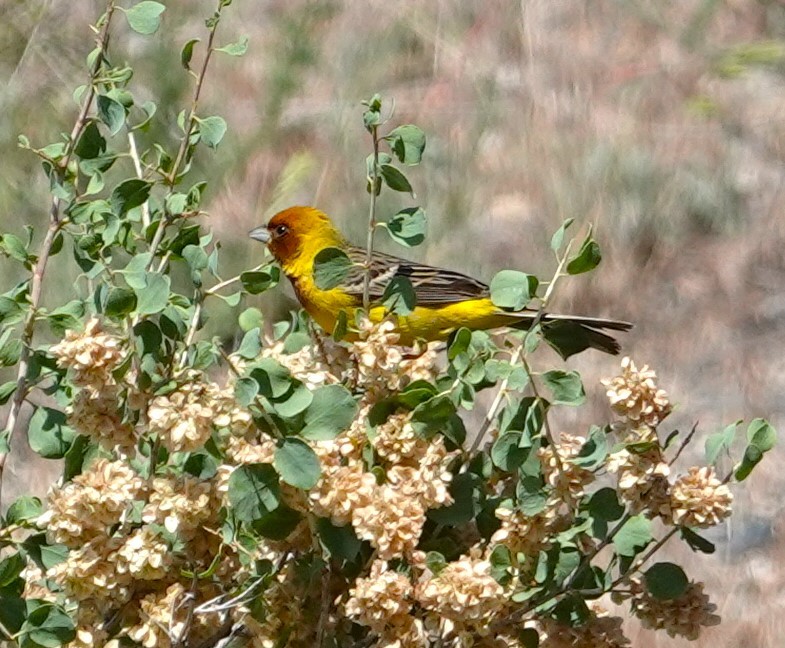 Red-headed Bunting - ML619399405