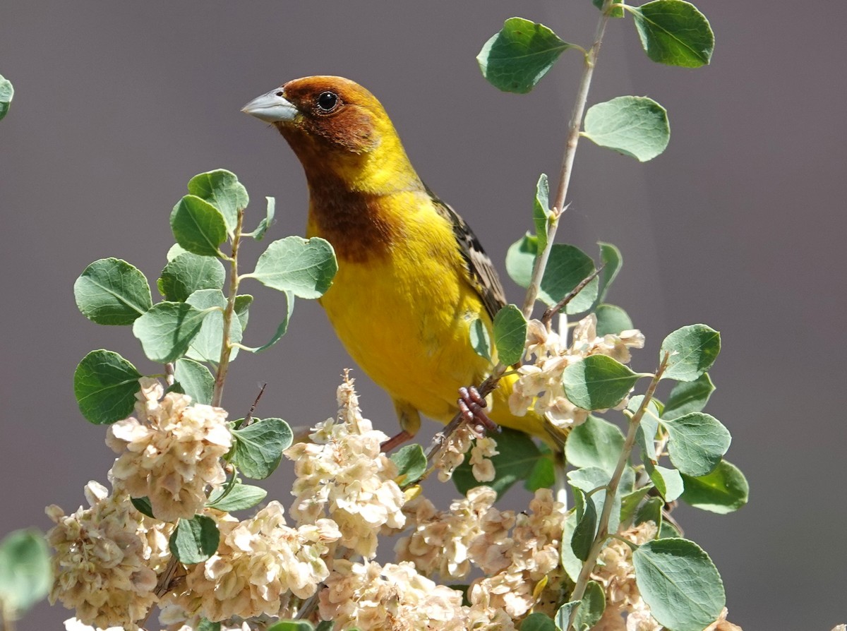 Red-headed Bunting - ML619399406
