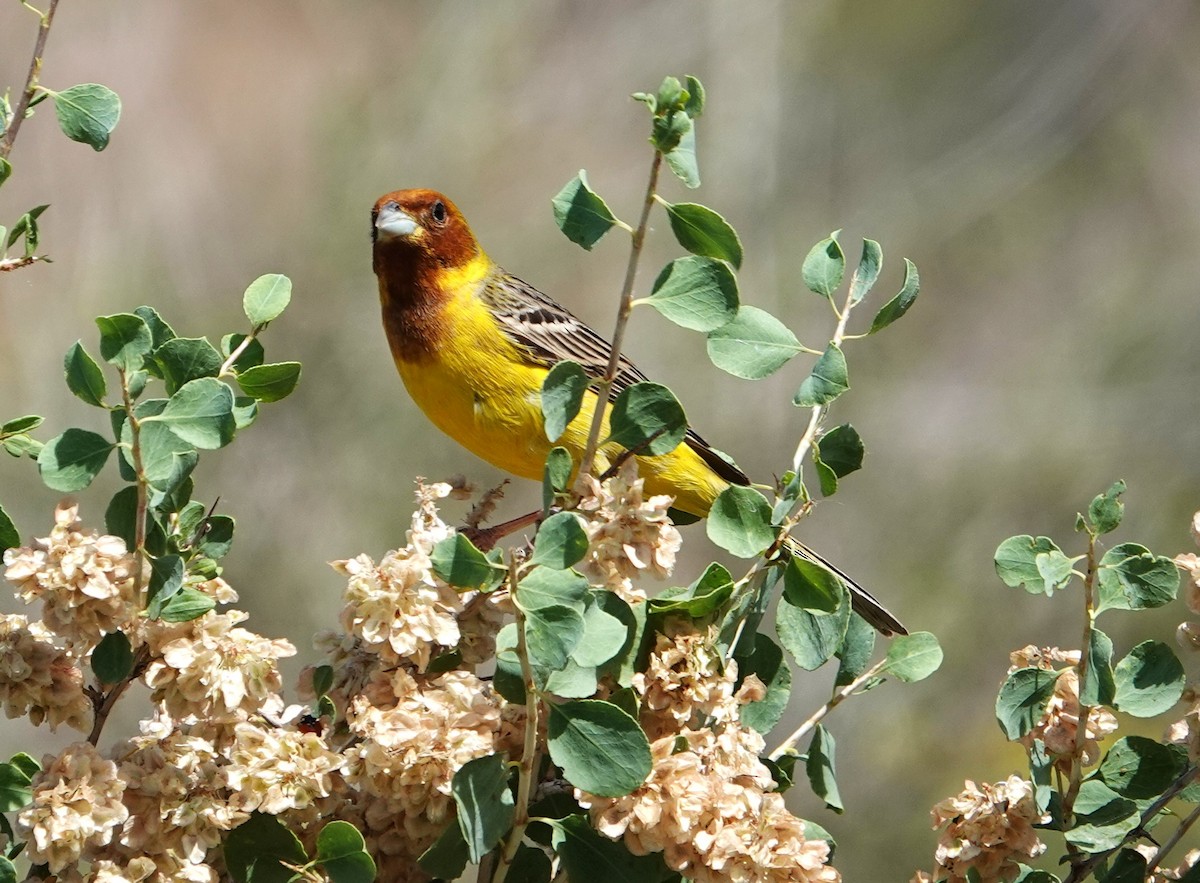 Red-headed Bunting - ML619399407