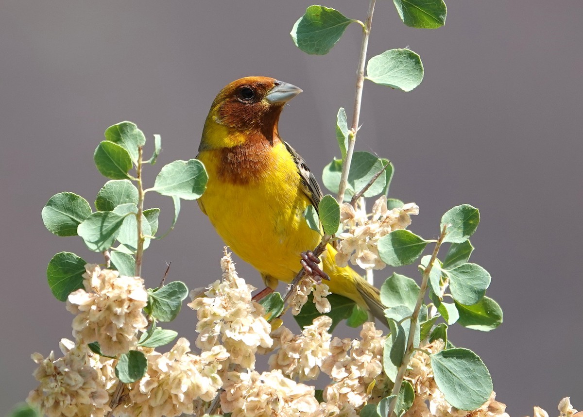 Red-headed Bunting - ML619399408