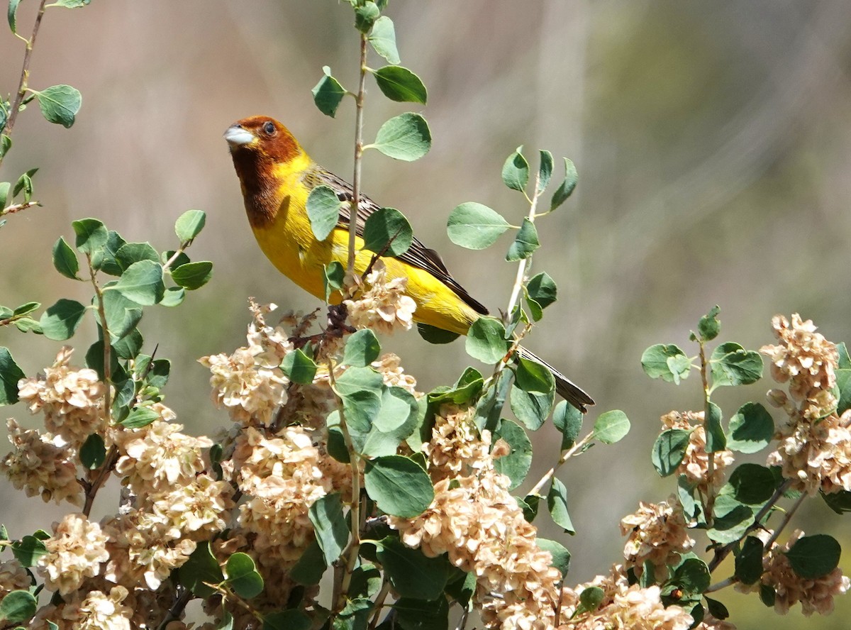 Red-headed Bunting - ML619399409