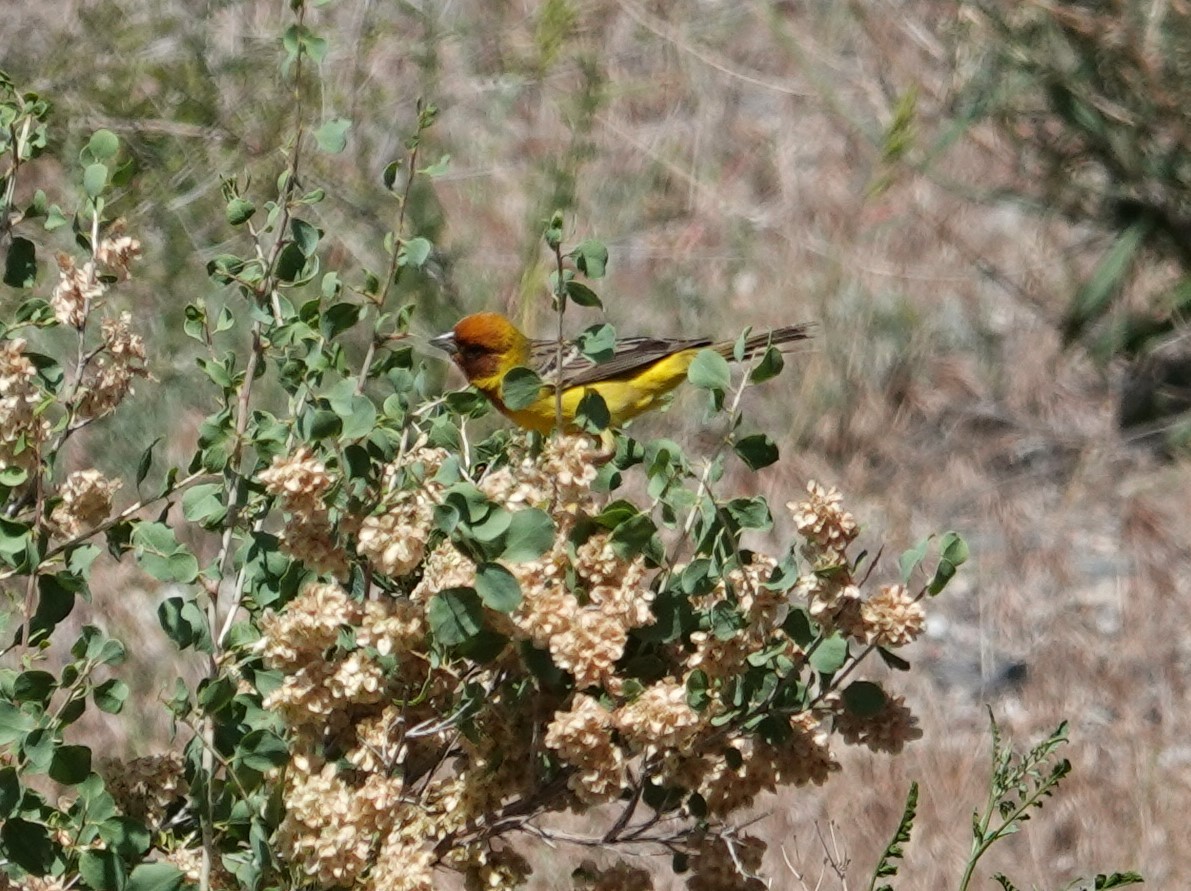 Red-headed Bunting - ML619399412