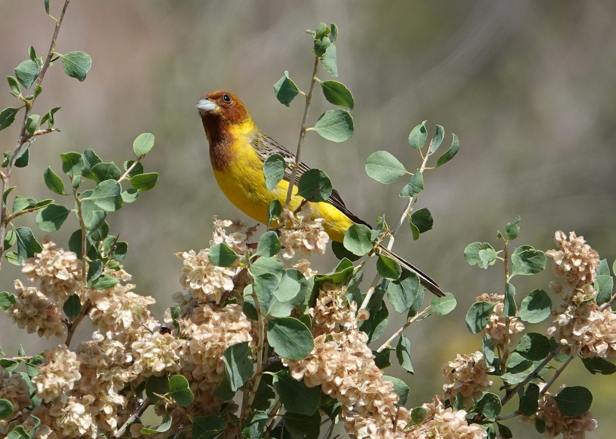 Red-headed Bunting - ML619399413