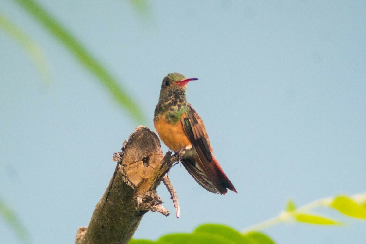 Buff-bellied Hummingbird - ML619399487