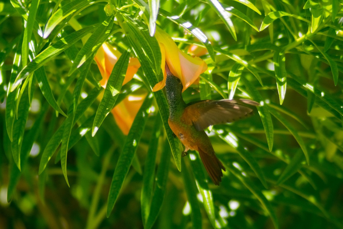 Buff-bellied Hummingbird - ML619399488