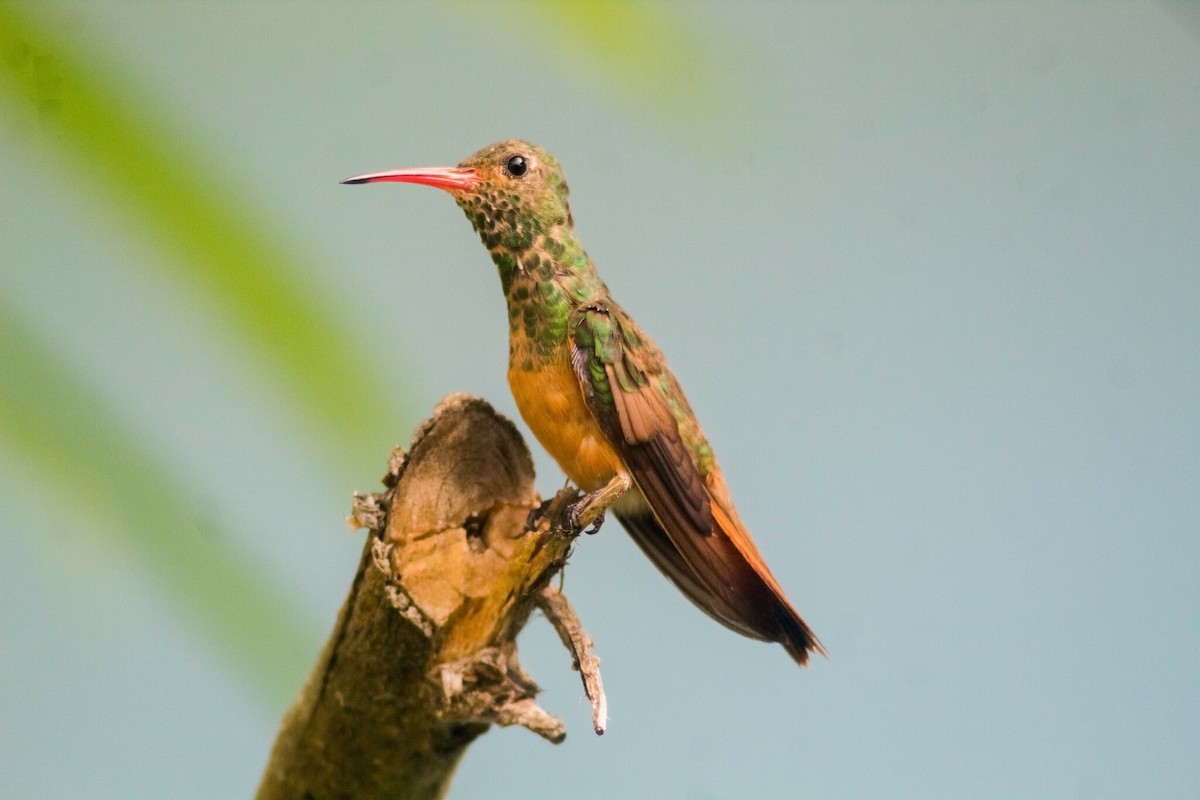 Buff-bellied Hummingbird - ML619399489
