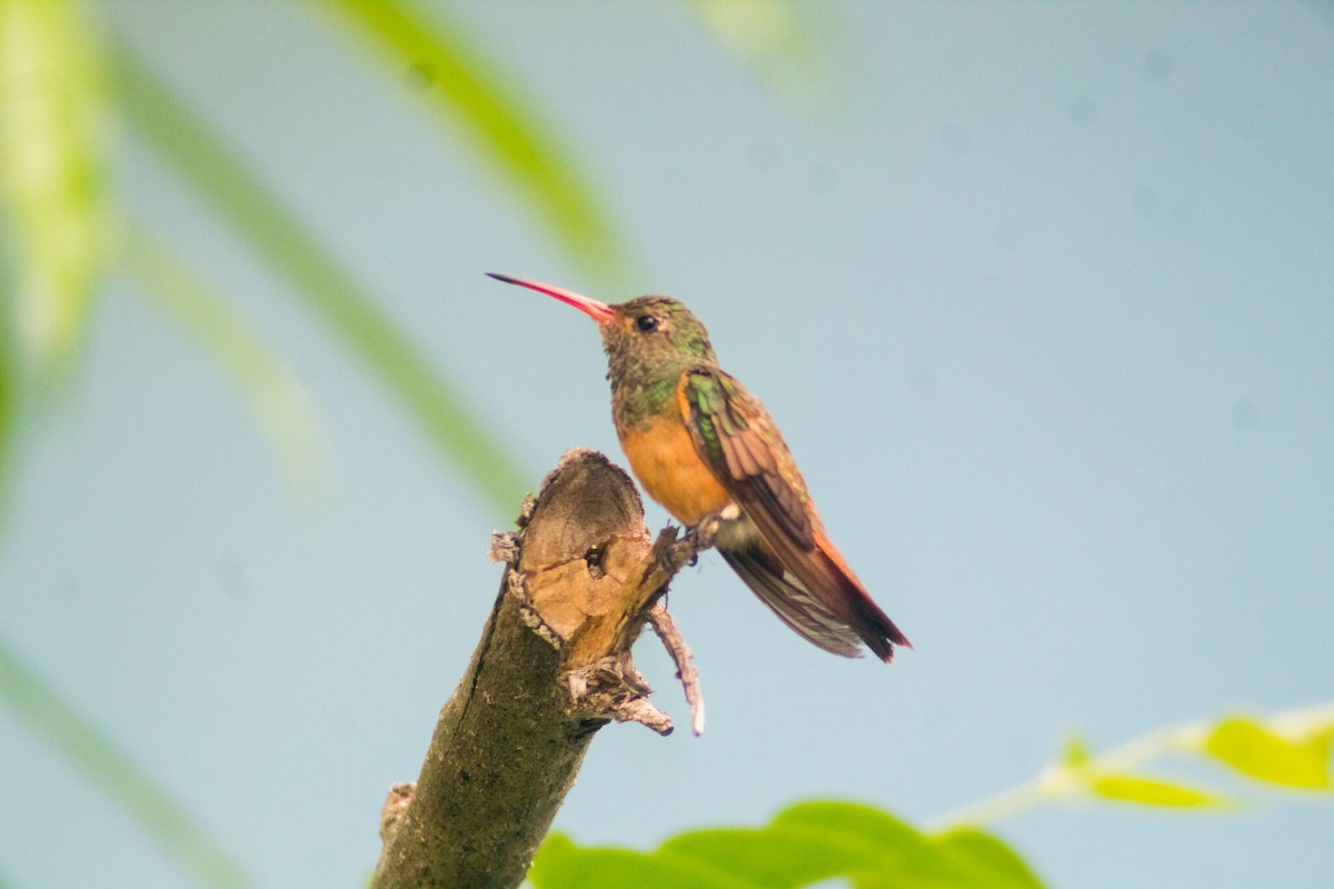 kolibřík yukatanský - ML619399490