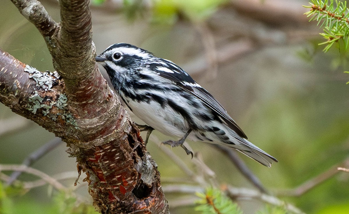 Black-and-white Warbler - ML619399508