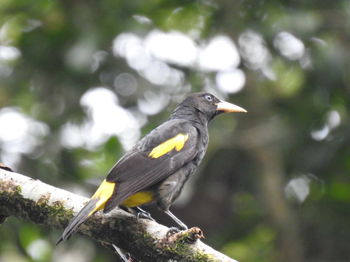 Yellow-rumped Cacique - ML619399552