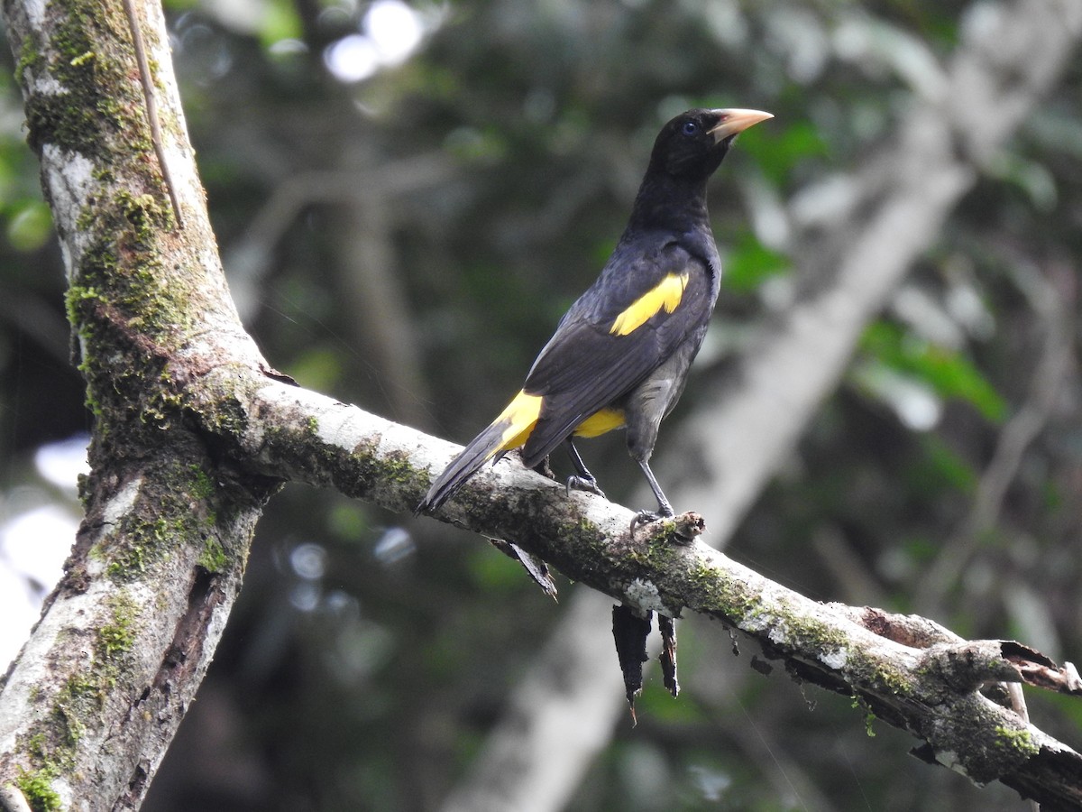 Yellow-rumped Cacique - ML619399553