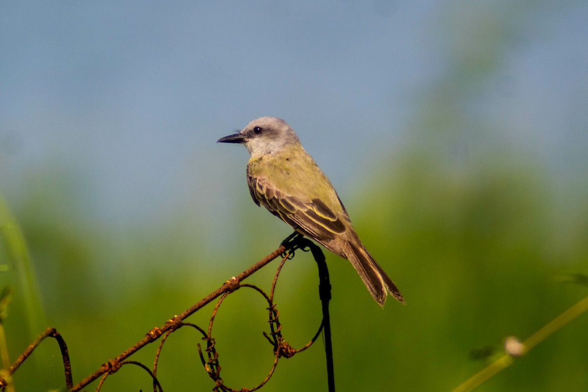yellow-bellied kingbird sp. - ML619399573