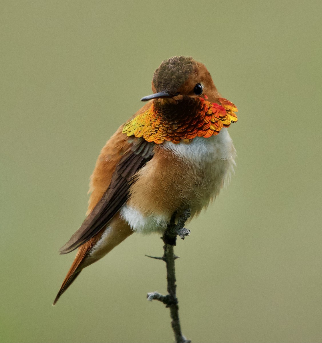 Rufous Hummingbird - ML619399579