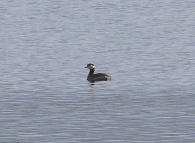 Red-necked Grebe - ML619399596