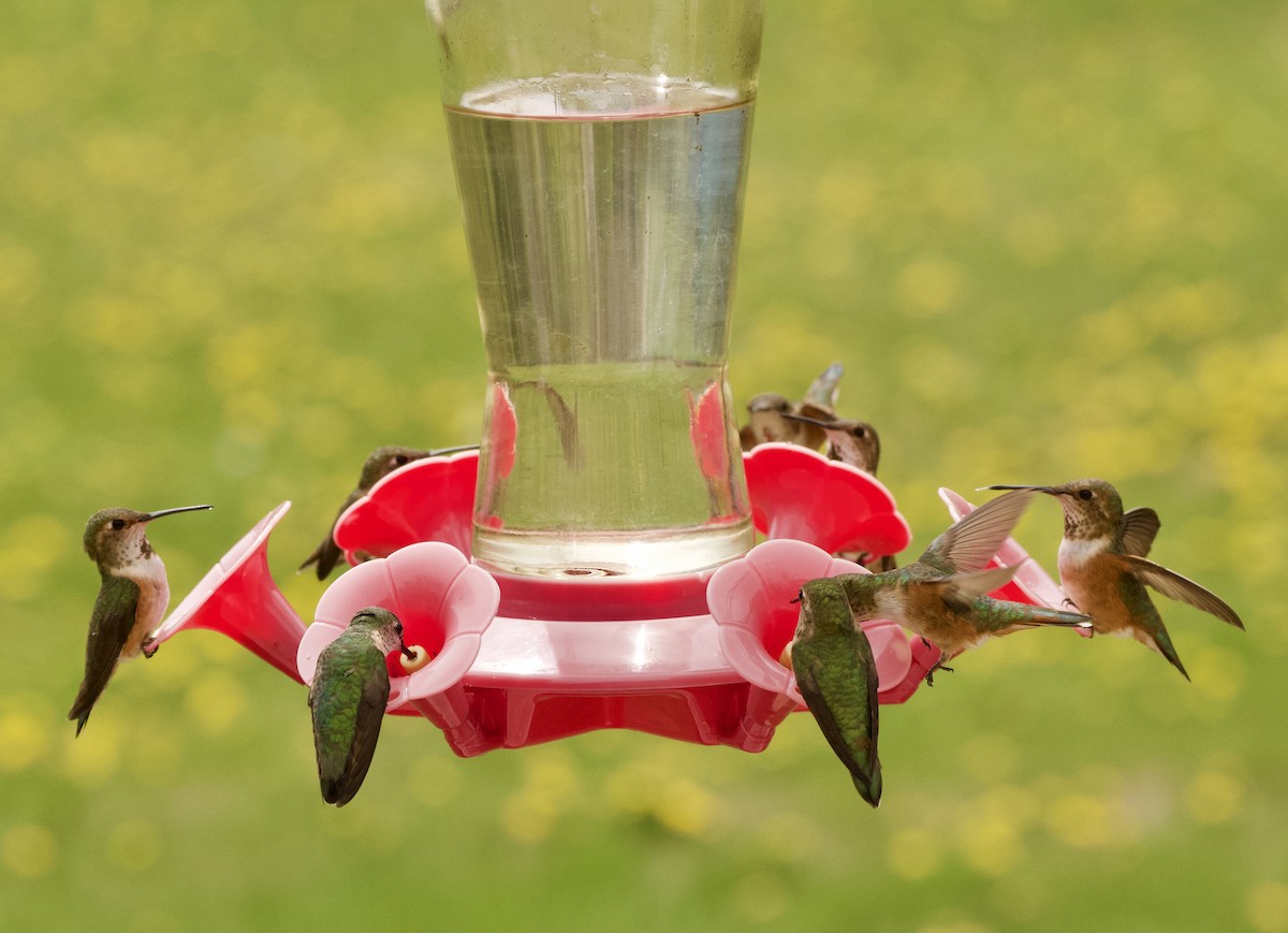 Rufous Hummingbird - ML619399602