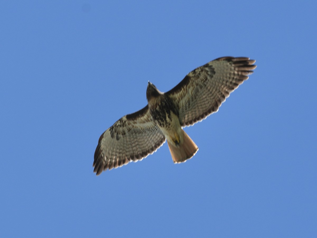 Red-tailed Hawk - ML619399626