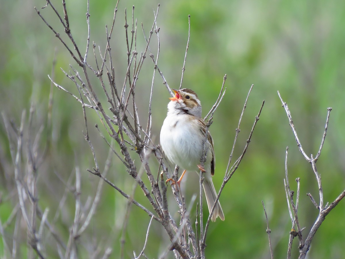 Clay-colored Sparrow - ML619399641