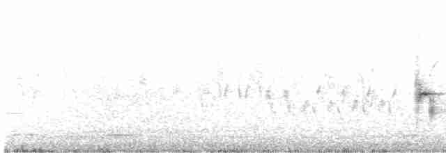 Тауї плямистий - ML619399652