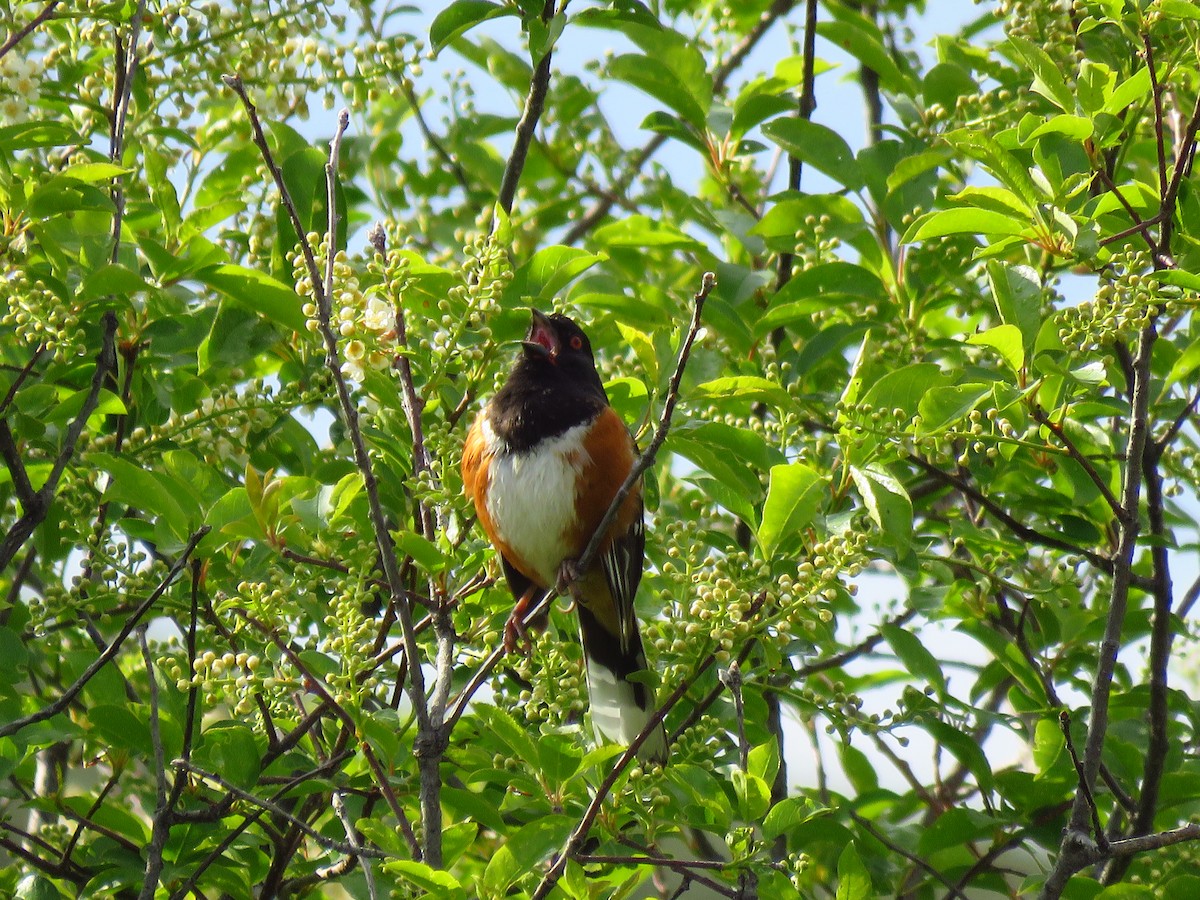 Spotted Towhee - ML619399654