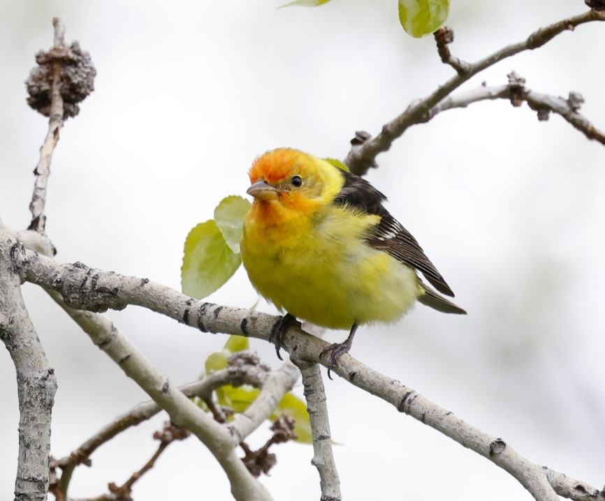Western Tanager - ML619399680