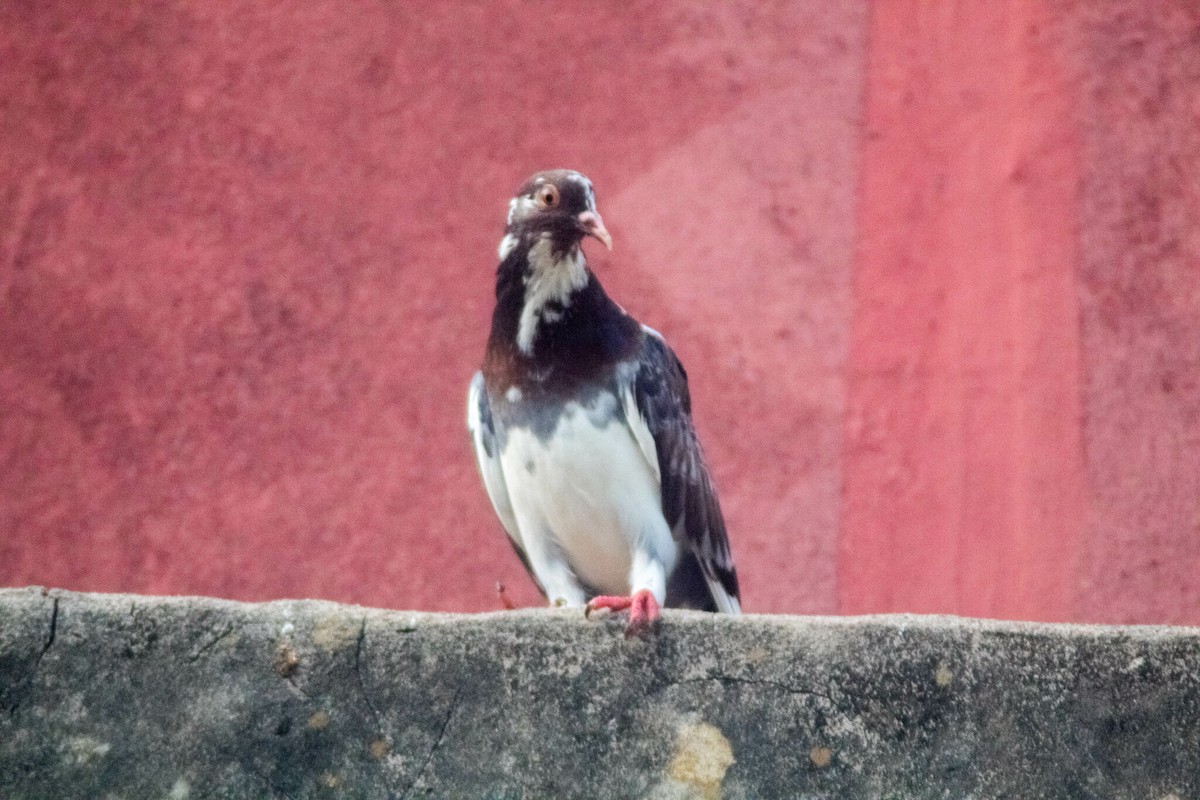 Rock Pigeon (Feral Pigeon) - ML619399695