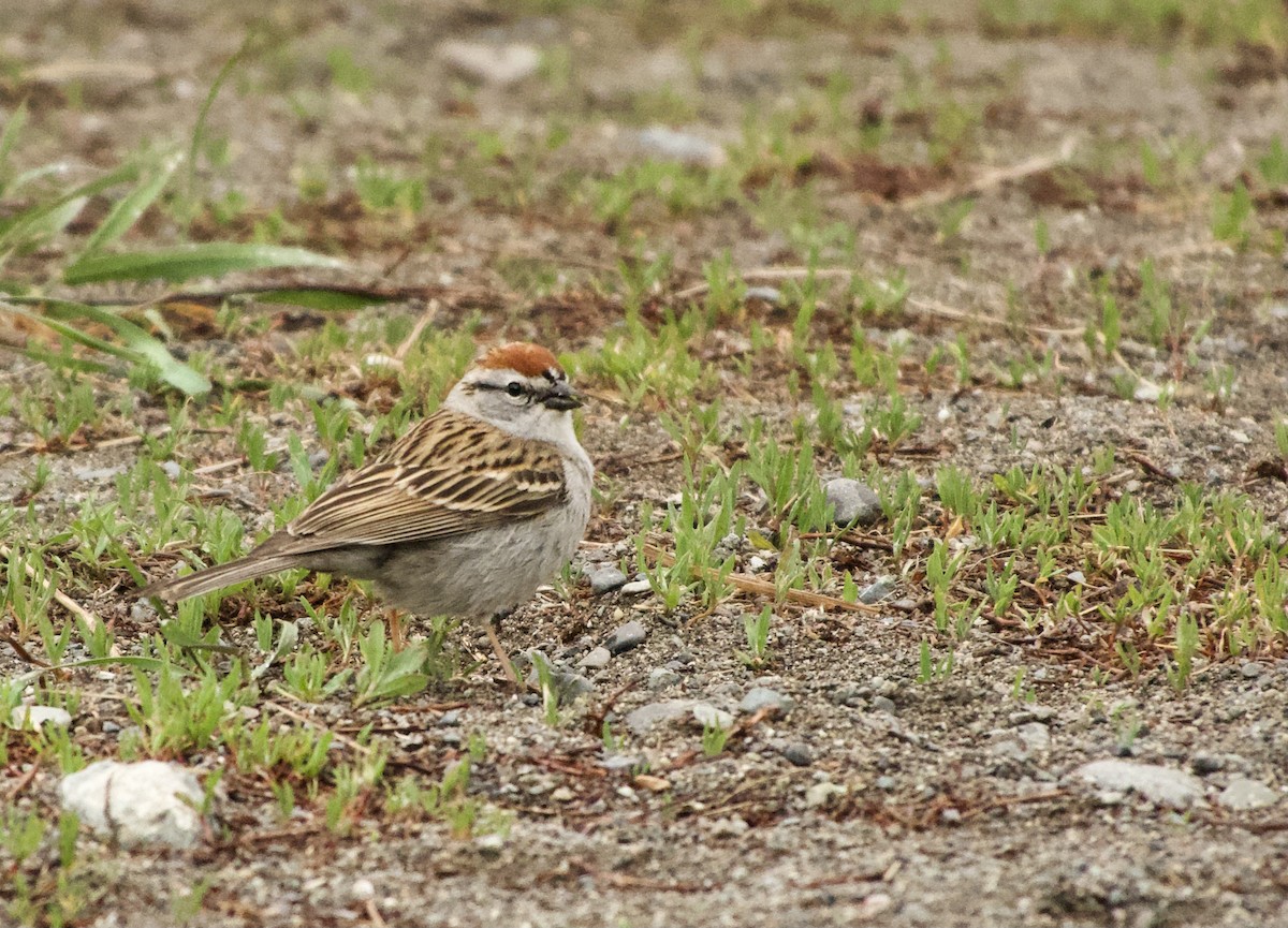 Chipping Sparrow - ML619399736