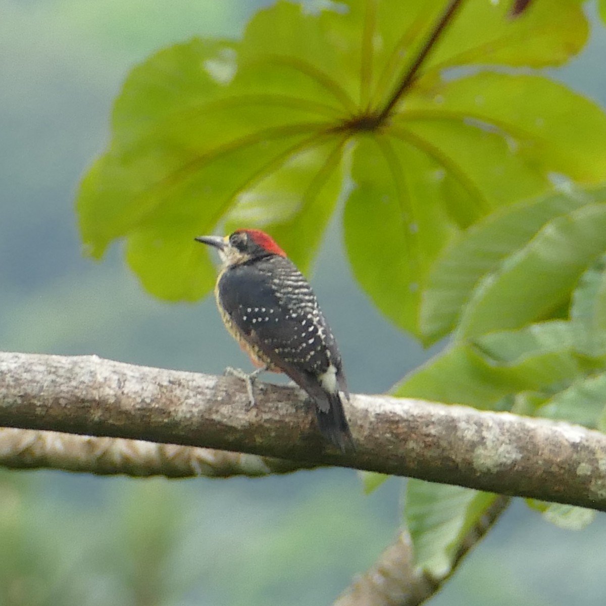 Black-cheeked Woodpecker - ML619399738