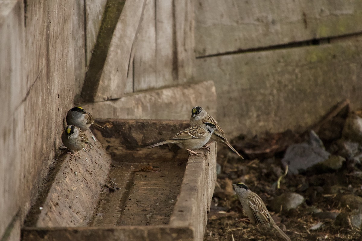 Golden-crowned Sparrow - ML619399744