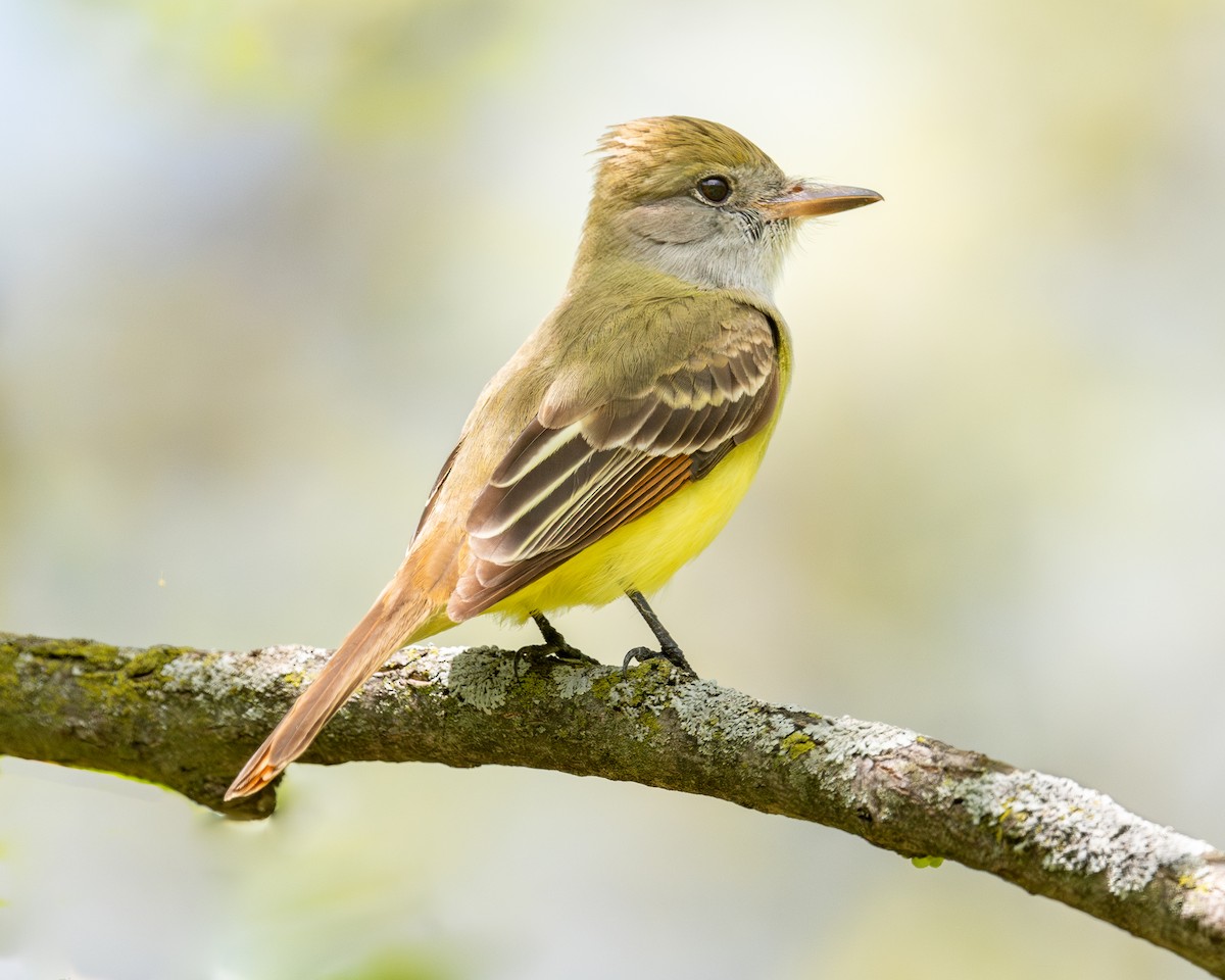 Great Crested Flycatcher - ML619399745