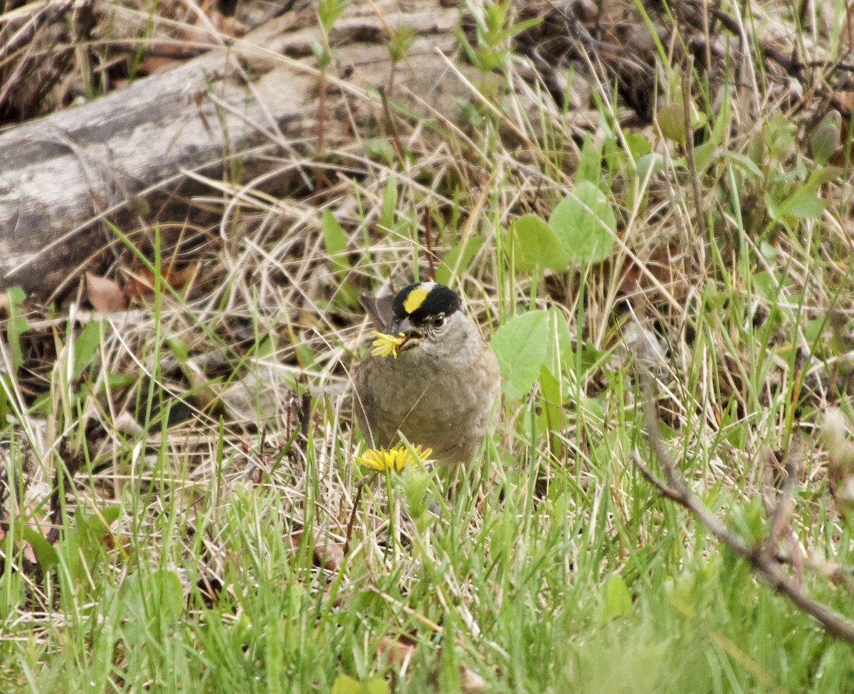 Golden-crowned Sparrow - ML619399751